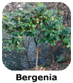 Bergenia